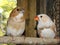 Bengalese finch and cream Zebra finch