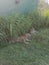 Bengali Tiger in Ridiyagama safari park Sri Lank