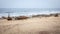 Benguela Eagle shipwreck, , which ran aground in 1973, on the C34-road between Henties Bay and Torra Bay in the Skeleton Coast are