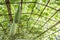 Benincasa hispida growing on bamboo strcuture green house