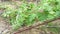 Benincasa hispida vegetable plant crawling on the ground