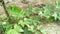 Benincasa hispida vegetable plant crawling on the ground