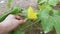 Benincasa hispida vegetable plant crawling on the ground