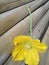 Benincasa hispida or wax gourd Chinese watermelon yellow flowers in a bamboo