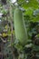 Benincasa hispida, winter melon or white gourd hanging on vine.