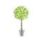 Benjamin ficus. Deciduous plant in flowerpot. House plant realistic icon for interior decoration . Coniferous plant in