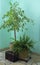 Benjamin ficus, fern and chest in living room at window with sunlight