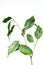 Benjamin ficus on a white background. Young seedling. Domestic cultivation of plants. Decorative pot flowers.