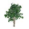 Benjamin`s ficus Ficus benjamina in color