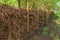 Benjes hedge made of deadwood
