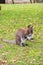 Bennet`s wallaby Macropus rufogriseus, medium-sized diprotodont marsupial