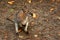 Bennett\'s tree-kangaroo ( Dendrolagus bennettianus )