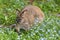 Bennett`s wallaby browsing on Bruny Island