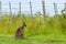 Bennett`s wallaby in grassland on a farm