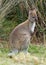 Bennett`s wallaby - Macropus rufogriseus, also red-necked wallaby, medium-sized macropod marsupial, common in eastern Australia,