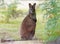 Bennett`s wallaby - Macropus rufogriseus, also red-necked wallaby, medium-sized macropod marsupial, common in eastern Australia,