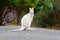 BennettÂ´s wallaby - Macropus rufogriseus, also red-necked wallaby, medium-sized macropod marsupial, common in eastern Australia,