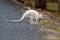 BennettÂ´s wallaby - Macropus rufogriseus, also red-necked wallaby, medium-sized macropod marsupial, common in eastern Australia,