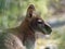 BennettÂ´s wallaby - Macropus rufogriseus, also red-necked wallaby, medium-sized macropod marsupial, common in eastern Australia,