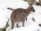 Bennett`s wallaby, Macropus rufogriseus is surprised by snow