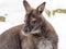 Bennett`s wallaby, Macropus rufogriseus is surprised by snow