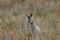 A Bennett`s wallaby partially hidden by vegetations at Cradle Moutain - Lake Saint Clair National park, Australia.