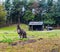 Bennett`s wallaby standing in a pasture, portrait of a kangaroo from Australia