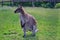 Bennett`s Wallaby Stands in the Grass in Czech Farm Park