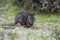 Bennett\'s Wallaby, Tasmania