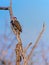 Bennett`s woodpecker