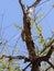 Bennett`s woodpecker, Campethera bennettii, looking for food in a hollow tree, Namibia
