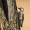 Bennett\'s Woodpecker in Kruger National park