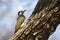 Bennett\'s Woodpecker in Kruger National park