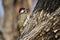 Bennett\'s Woodpecker in Kruger National park