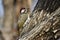 Bennett\'s Woodpecker in Kruger National park