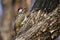 Bennett\'s Woodpecker in Kruger National park