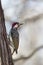 Bennett\'s Woodpecker in Kruger National park