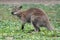 Bennett wallaby kangaroo