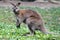 Bennett wallaby kangaroo