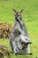 Bennett wallaby with offspring