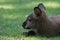 Bennett Wallaby resting on the grass