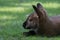 Bennett Wallaby resting on the grass