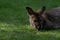 Bennett Wallaby resting on the grass