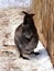 Bennettâ€™s wallaby sitting in snow with paws together