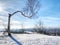 Bent alone tree in sowy winter landcape