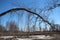 Bent birch grows obliquely in the forest among the trees in the spring