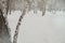 Bent birch trunk against the background of snow and trees in the winter Park, a copy of the space