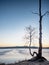 Bent bonsai birch tree on sandy beach of frozen lake. Spring weather