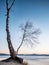 Bent bonsai birch tree on sandy beach of frozen lake. Spring weather