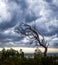 The bent broken silhouette of an e-tree against a stormy sky, covered with heavy dark clouds
